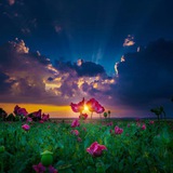 بوت الخلفيات the wallpapers bot