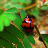 Ceylon Wildlife Photography