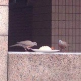 🐦🐦🐦