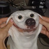 laughfreely