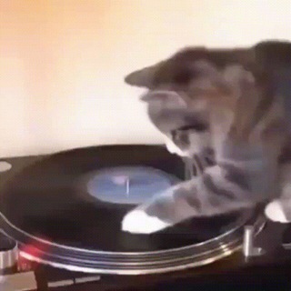 🐈‍⬛ 𝐑𝐚𝐧𝐝𝐨𝐦 𝐂𝐚𝐭𝐬 🐈‍⬛