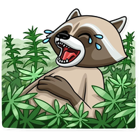 Criminal Raccoon