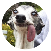Stupid Dogs @Stikerytg